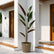 rock brown wheat calathea plant
