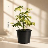 Schefflera Variegated