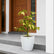 schefflera plant
