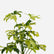 Schefflera Variegated