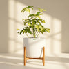 Schefflera Variegated