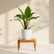 Calathea Zebrina
