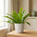 best bird nest fern