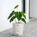 Anthurium Forgetii