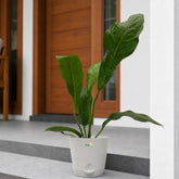 anthurium hookeri plant online