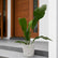 anthurium hookeri plant online