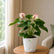 Anthurium  Princess