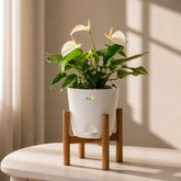 white anthurium white flamingo