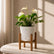 white anthurium white flamingo