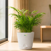 Indoor Decorative Palm Plant