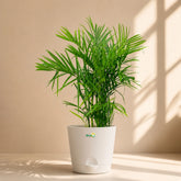 white bamboo cane palm