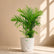white bamboo cane palm