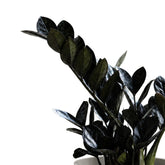 ZZ Plant Black