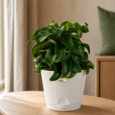 Dracena Twisted with pot