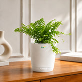 buy fern online
