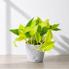 Golden Pothos