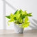 golden pothos