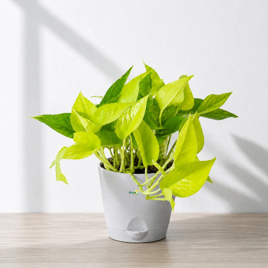 golden pothos