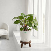 white homalomena rubescens