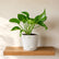 white jade pothos