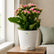 Kalanchoe Pink