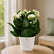 Kalanchoe White