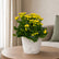 Kalanchoe Yellow