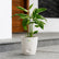 white maranta arundinaceaarrowroot