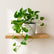 Marble Queen Pothos