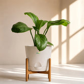 white peace lilyspathiphyllum