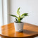 Philodendron Birkin