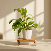 white philodendron ceylon gold