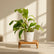 white philodendron ceylon gold