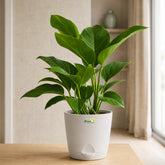 green congo philodendron