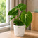 Philodendron Gloriosum