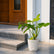 Philodendron Golden Violin with pot