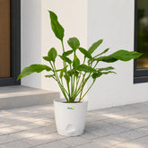 philodendron joepii plant with pot