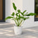 philodendron joepii plant with pot
