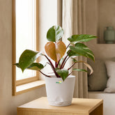 pink princess plant