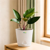 red congo plant online