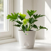 philodendron bipinnatifidum plant