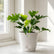 philodendron bipinnatifidum plant