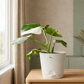 white philodendron white princess