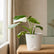 white philodendron white princess