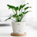 white philodendron xanadu