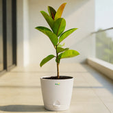 white rubber plant ficus elastica