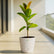 white rubber plant ficus elastica