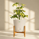 schefflera variegated plant online