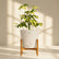 schefflera variegated plant online
