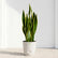 Sansevieria Laurentii Yellow (Snake Plant)